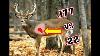 177 U0026 22 Pellet Gun Vs Whitetail Deer