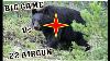 22cal Pellet Killed Bear How Powerful Is Your Airgun