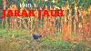 Berburu Ayam Hutan Hunt With Air Rifle Hunting With Pellet Gun
