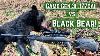 Can A 177 Cal Pellet Rifle Kill A Black Bear Gamo Swarm Magnum Gen3i Vs Black Bear