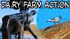 Dairy Farm Action Airgun Pest Control