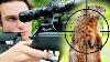 Groundhog Hunting With 25 Pcp Air Rifle Scope Cam
