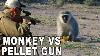 Monkey Headshot With Air Gun