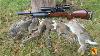 Pest Control With Air Rifles Squirrel Shooting A Cottage In The Country