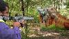 Pest Control With Semi Auto Air Rifles Shooting Iguanas Iguanas Take Over Village Episode 1
