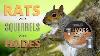 Rats And Squirrels Meet Hades Air Rifle Pest Control