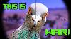 This Is Crazy Pigeon Infestation New Farm Fx Wildcat Bt Airgun Pest Control Slugs Hunt