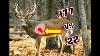 177 U0026 22 Pillet Gun Vs Whitetail Deer