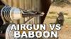 Baboon Hunt Avec 50 Cal Air Rifle