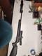 Carabine &agrave; Air Comprim&eacute; Benjamin Prowler Nitro Piston. Calibre .22, Plombs, Bpnp82 Avec Bipied
